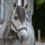 Grau weißes Pferd