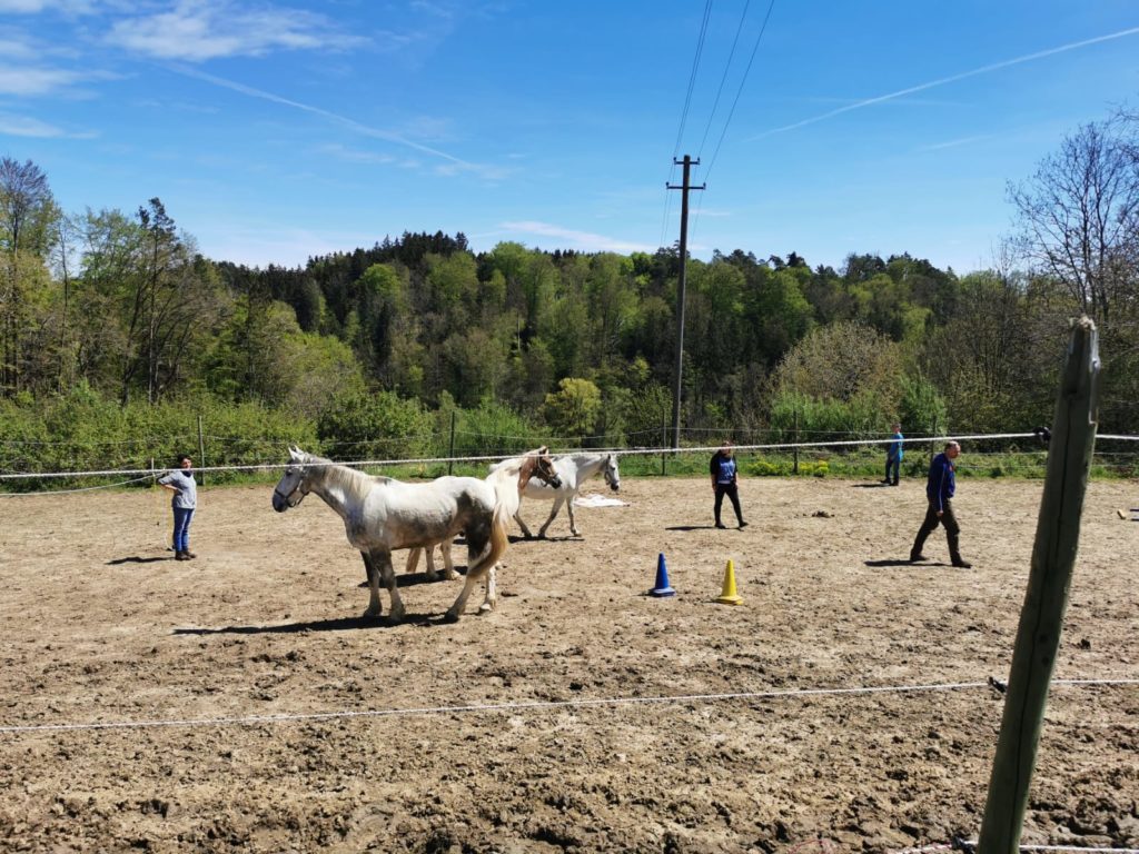 Wie Pferde unsere Seele heilen - Pferdegestützes Coaching