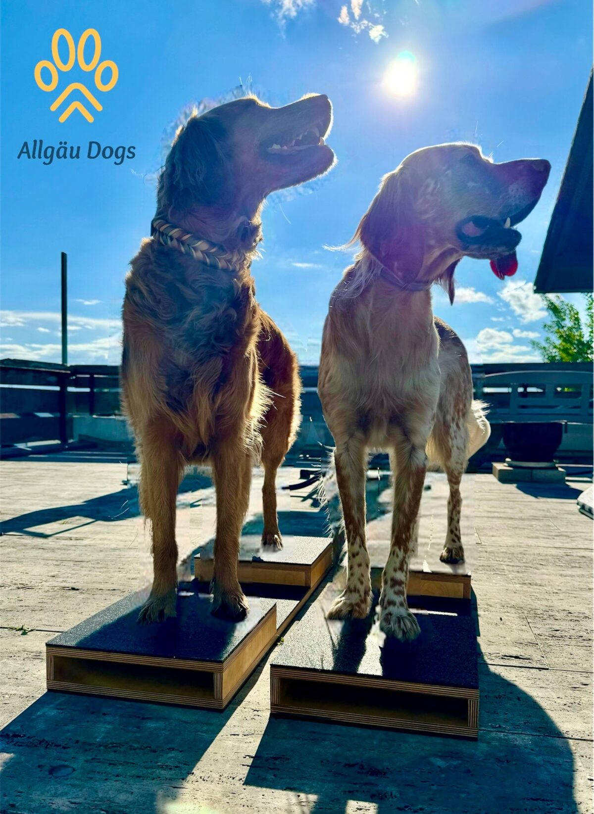 Allgäu Dogs Birkenholz-Brücke