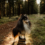Allgäu Dogs Multi-Mini 4 in 1 Fotografin: Julia Hüttner Sheltie 